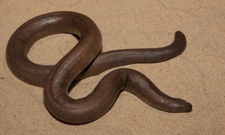 ನ್ಯಾಯಾಲಯದ ಮೆಟ್ಟಿಲೇರಿದ ಇರ್ತಲೆ ಹಾವು ; ಇದೇನಿದು ಪ್ರಕರಣ!