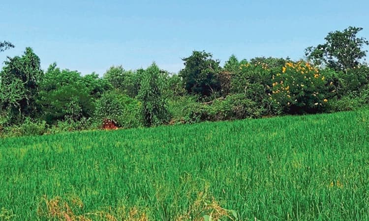 ಹವಾಮಾನ ವೈಪರೀತ್ಯ: ಫ‌ಸಲು ಇಳಿಮುಖ ಸಾಧ್ಯತೆ