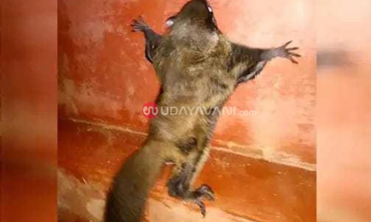 ಸುಳ್ಯ: ದಕ್ಷಿಣ ಭಾರತದ ಅಪರೂಪದ ಹಾರುವ ಅಳಿಲು ಪತ್ತೆ