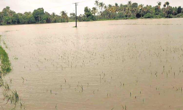ಹೂಳು ತುಂಬಿದ ಹೊಳೆಗಳು; ಕೃಷಿ ಕೇತ್ರ ತತ್ತರ, ಬೇಕಿದೆ ಸರಕಾರದ ಉತ್ತರ