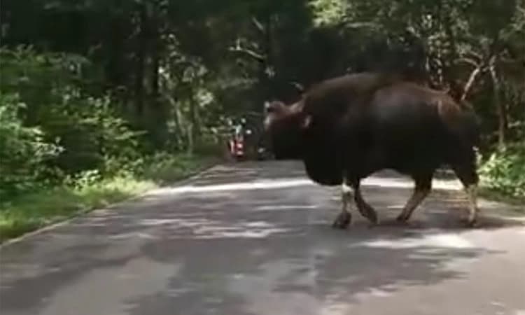 ಸುಳ್ಯ: ಹೆದ್ದಾರಿ ಬಳಿ ಬೃಹತ್‌ ಕಾಡುಕೋಣ ಪತ್ತೆ