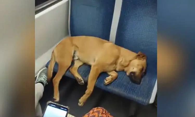 ಈ ಎರಡು ಸೀಟ್‌ ನನ್ನದು.. ಜನ ತುಂಬಿದ ಬಸ್‌ ನಲ್ಲಿ ಹಾಯಾಗಿ ಮಲಗಿದ ನಾಯಿ; ವಿಡಿಯೋ ವೈರಲ್