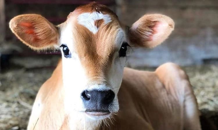 ಗಬ್ಬದಲ್ಲೇ ಕರುವಿಗೆ ಅಪರೂಪದ ಕಾಯಿಲೆ