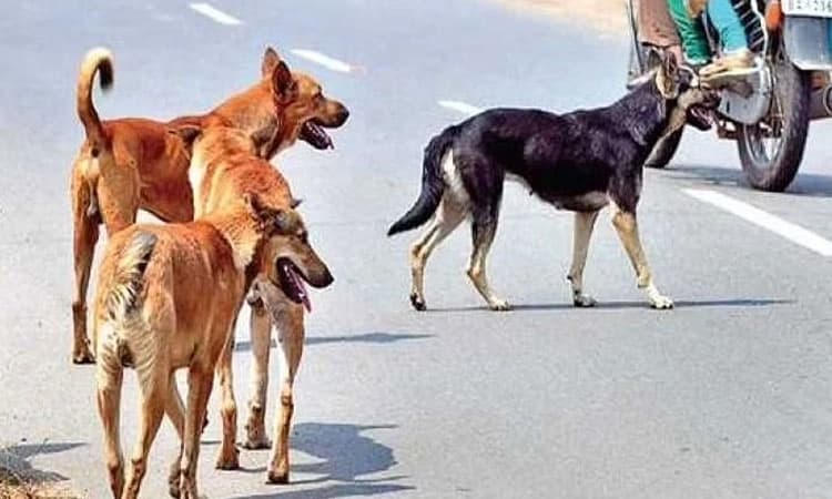 ಬಾಲಕನ ಮೇಲೆ ದಾಳಿ ಮಾಡಿದ ನಾಯಿಗಳು