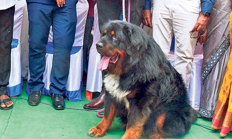 ಗಮನ ಸೆಳೆದ 10 ಕೋ.ರೂ. ಬೆಲೆಯ ಭೀಮ!