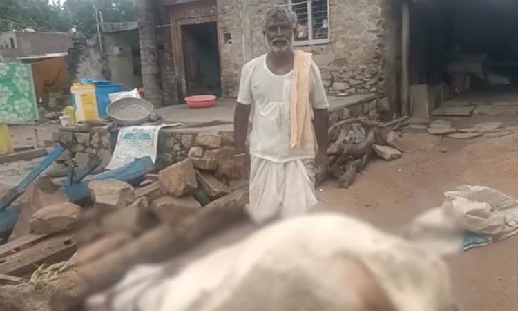 ಮುದ್ದೇಬಿಹಾಳ : ಸಿಡಿಲು ಬಡಿದು ಆಕಳು ಸಾವು, ಕಂಗಾಲಾದ ರೈತ