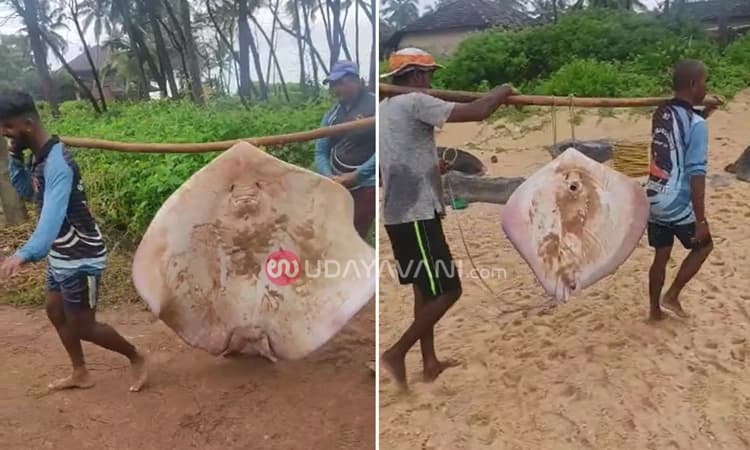 ಮೂಳೂರು ಕಡಲ ಕಿನಾರೆಯಲ್ಲಿ ತೊರಕೆ ಮೀನಿನ ಸುಗ್ಗಿ… ಮೀನುಗಾರರು ಫುಲ್ ಖುಷ್