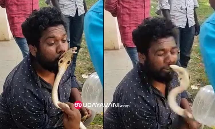 ನಾಗರ ಹಾವಿಗೆ ಮುತ್ತಿಡಲು ಹೋಗಿ ಕಚ್ಚಿಸಿಕೊಂಡ ಉರಗ ರಕ್ಷಕ!