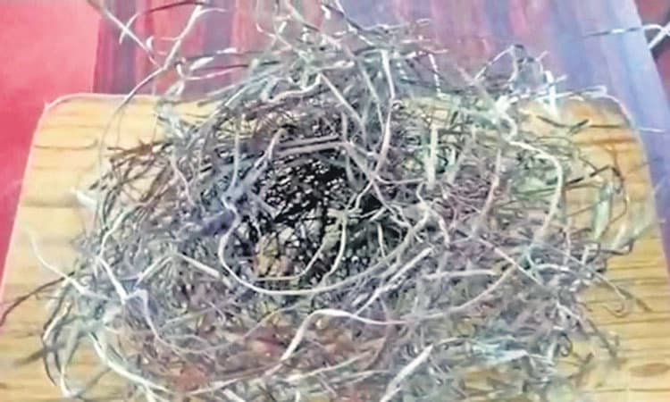 ಕಬ್ಬಿಣದ ತಂತಿ ಬಳಸಿ ಗೂಡು ಕಟ್ಟಿದ ಕಾಗೆ!