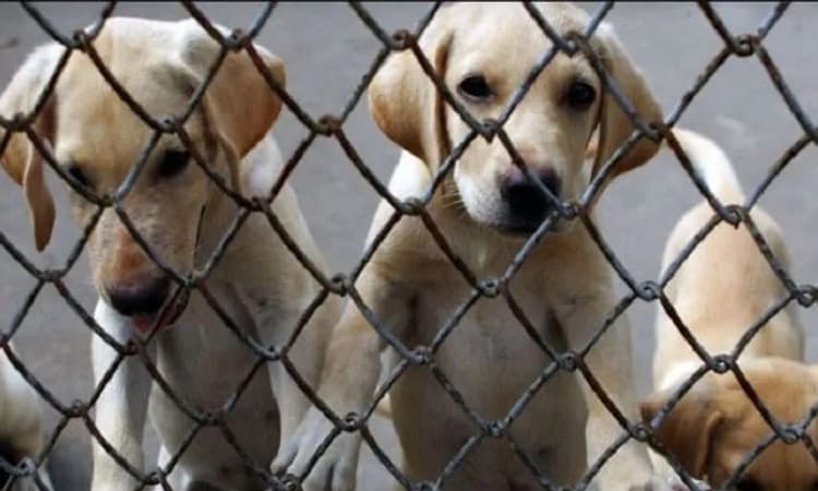 ಪ್ರಾಣಿಗಳ ಮೇಲಿನ ದೌರ್ಜನ್ಯಕ್ಕೆ ಜೈಲು ಶಿಕ್ಷೆ: ಎಚ್ಚರಿಕೆ