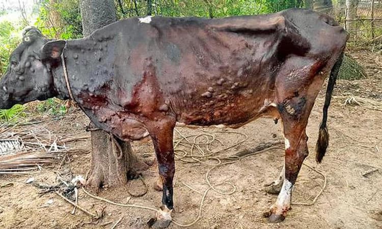 ಮತ್ತೆ “ಲುಂಪಿ’ ಚರ್ಮ ಸೋಂಕಿನ ಆತಂಕ : ಕರಾವಳಿಯಲ್ಲಿ ಮುನ್ನೆಚ್ಚರಿಕೆ ಲಸಿಕೆ ದಾಸ್ತಾನು