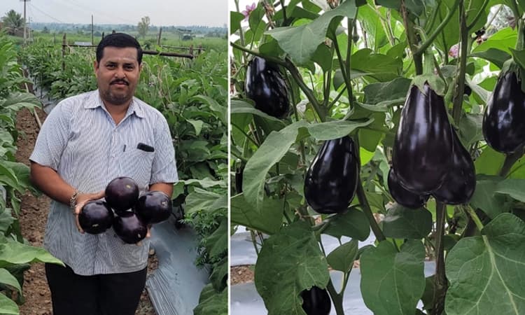 ಆರು ತಿಂಗಳ ಬೆಳೆ : ಬದನೆಯಿಂದ ಲಕ್ಷಾಂತರ ಲಾಭ ಮಾಡಿಕೊಂಡ ರೈತ ಮಲ್ಲಿಕಾರ್ಜುನ