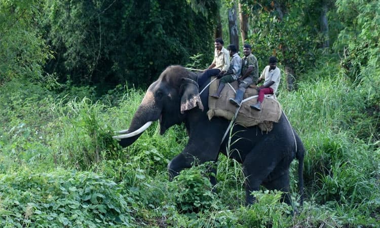ಹುಣಸೂರು: ಹುಲಿ ಪತ್ತೆಗೆ ಬಲರಾಮ, ಅಶ್ವತ್ಥಾಮನ ನೆರವು