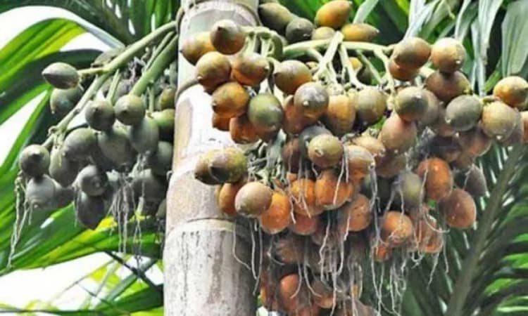 ಅಡಿಕೆ ಹಳದಿ ಎಲೆರೋಗ; ಶೀಘ್ರ ಬೆಳೆಗಾರರು, ತಜ್ಞರ ಸಭೆ: ಕಿರಣ್‌ ಕೊಡ್ಗಿ