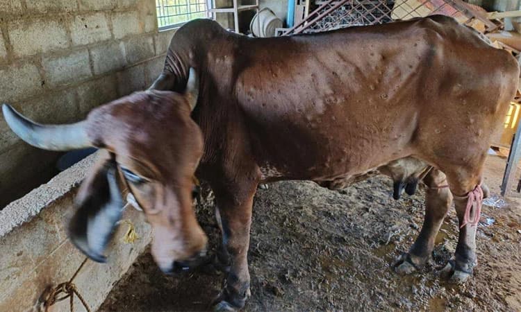 ಜಿಲ್ಲೆಗೆ ಮತ್ತೆ ಕಾಲಿಟ್ಟಿತೇ ಚರ್ಮಗಂಟು ವ್ಯಾಧಿ?