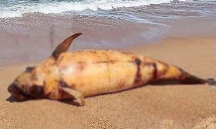 ಕುಂದಾಪುರ: ಮರವಂತೆ ಕಿನಾರೆಯಲ್ಲಿ ಪೈಲೆಟ್‌ ವೇಲ್‌ ಕಳೇಬರ ಪತ್ತೆ