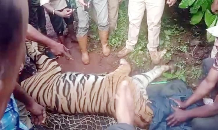 ಮಡಿಕೇರಿ : ಹಸುಗಳ ಬಲಿ ಪಡೆಯುತ್ತಿದ್ದ ಹುಲಿ ಸೆರೆ, 10 ದಿನಗಳ ಕಾರ್ಯಾಚರಣೆ ಯಶಸ್ವಿ