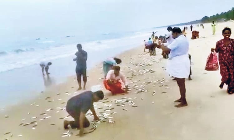 ಮಲ್ಪೆ: ಕಡಲ ತೀರಕ್ಕೆ ತೇಲಿ ಬಂತು ಬೂತಾಯಿ ಮೀನಿನ ರಾಶಿ!