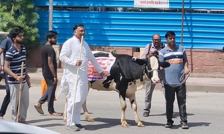 ದನವನ್ನೇ ವಿಧಾನಸಭೆಗೆ ತಂದ ರಾಜಸ್ಥಾನದ ಬಿಜೆಪಿ ಶಾಸಕ!