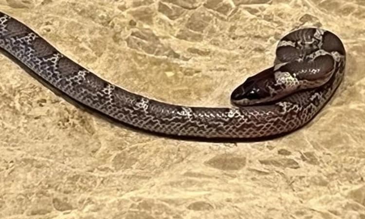 ಘಾತಕ ವೇಗಿಗೆ ಶಾಕ್ ನೀಡಿದ ಹಾವು; ಲೆಜೆಂಡ್ ಕ್ರಿಕೆಟರ್ ಹೋಟೆಲ್ ರೂಂ ಗೆ ನುಗ್ಗಿದ ಉರಗ