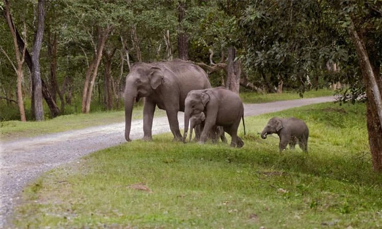 ಹುಣಸೂರು: ಹೆಣ್ಣಾನೆಯೊಂದು ಅವಳಿ ಮರಿಗಳೊಂದಿಗೆ ರಸ್ತೆ ಬದಿಯಲ್ಲಿ ಕಂಡ ದೃಶ್ಯ