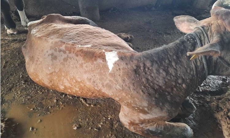 ಜಾನುವಾರುಗಳಲ್ಲಿ ಹರಡುತ್ತಿದೆ ಚರ್ಮ ಗಂಟು ರೋಗ