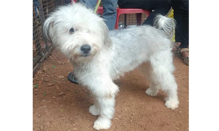 ದೇಸಿ ಕರಡಿ ನಾಯಿಗೂ ತಳಿ ಸ್ಥಾನಮಾನ