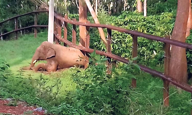 ವನ್ಯಜೀವಿಗಳ ಪುರಪ್ರವೇಶ; ಕಾಡಂಚಿನ ಗ್ರಾಮಗಳಲ್ಲಿ ಕಾಡಾನೆ ಘೀಳು