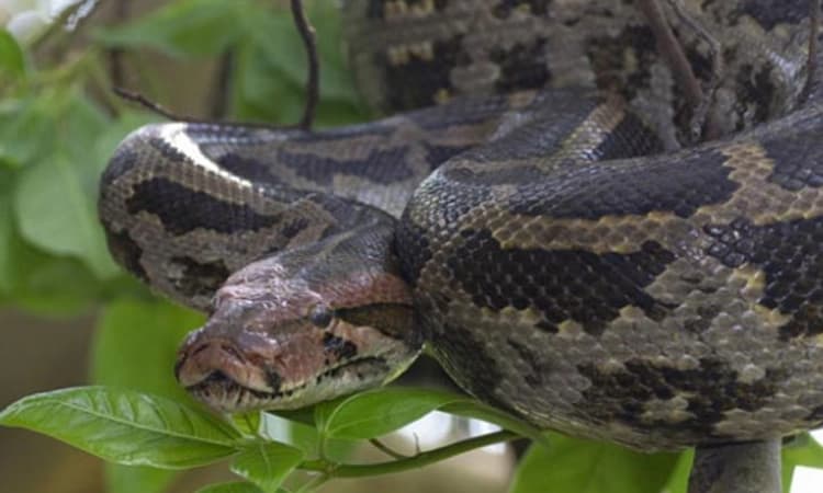 ಮೇಕೆಯನ್ನು ನುಂಗಿದ 8 ಅಡಿ ಉದ್ದದ ಹೆಬ್ಬಾವು ರಕ್ಷಣೆ