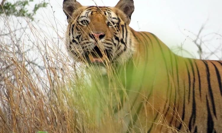 ಮಡಿಕೇರಿ : ಆತಂಕ ಮೂಡಿಸಿದ ಹುಲಿ ಸಂಚಾರ, ಚುಚ್ಚುಮದ್ದು ನೀಡಿದರೂ ತಪ್ಪಿಸಿಕೊಂಡ ಹುಲಿ