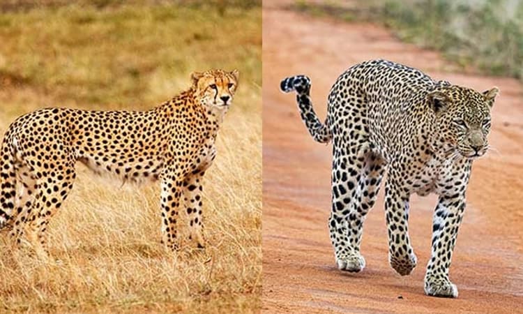 ಚೀತಾ ಮತ್ತು ಚಿರತೆಯ ನಡುವಿನ ವ್ಯತ್ಯಾಸಗಳೇನು ಗೊತ್ತಾ? ಇಲ್ಲಿದೆ ಸಂಪೂರ್ಣ ಮಾಹಿತಿ