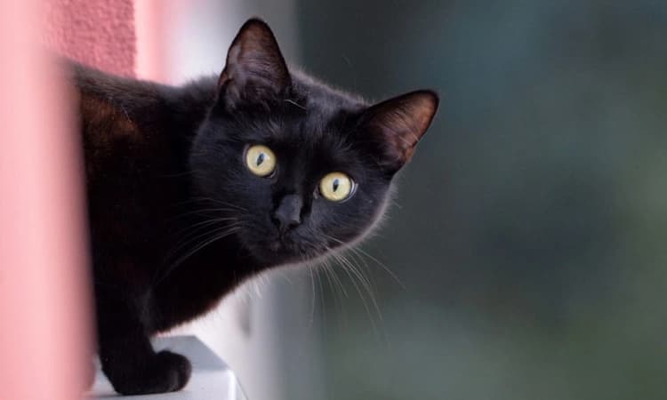 ಭುವನೇಶ್ವರದಲ್ಲಿ ಜನರ ನಿದ್ದೆಗೆಡಿಸಿದ ಕರಿ ಬೆಕ್ಕು : 25 ಜನರ ಮೇಲೆ ದಾಳಿ, ಶೋಧ ಕಾರ್ಯ…