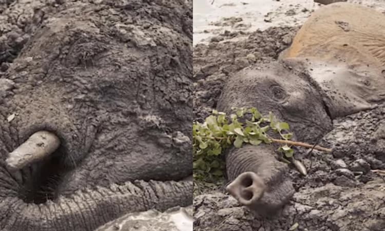 ನೀರು ಕುಡಿಯಲು ಬಂದಿದ್ದೇ ಈ ಆನೆಗಳ ಜೀವಕ್ಕೆ ಕಂಟಕವಾಯಿತು… ಆದರೆ ಕೊನೆಗೆ ಆಗಿದ್ದೇ ಬೇರೆ