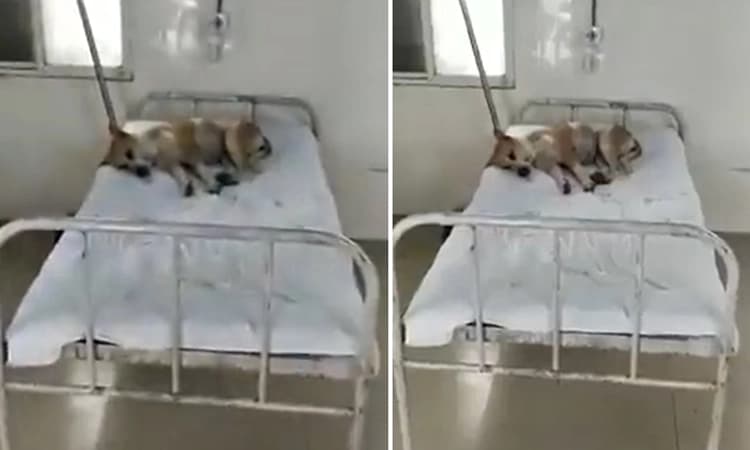 ಮಧ್ಯಪ್ರದೇಶ : ಆಸ್ಪತ್ರೆಯ ಬೆಡ್ ಮೇಲೆ ಆರಾಮವಾಗಿ ಮಲಗಿದ ಶ್ವಾನ : ವಿಡಿಯೋ ವೈರಲ್…