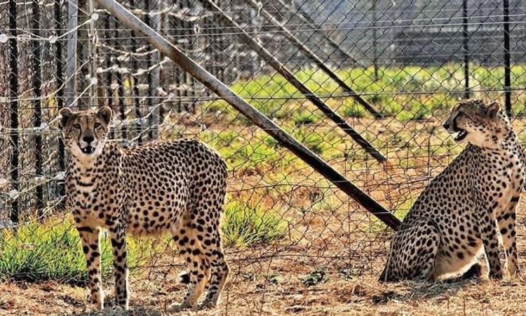ಐತಿಹಾಸಿಕ ಕ್ಷಣ: ನಮೀಬಿಯಾದಿಂದ ಭಾರತಕ್ಕೆ ಬಂದಿಳಿದ ಎಂಟು ಚೀತಾಗಳು