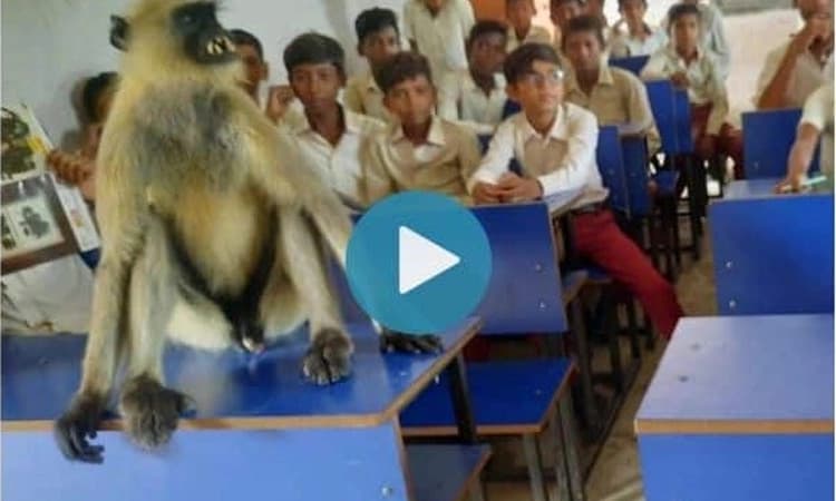 ಪ್ರತಿನಿತ್ಯ ವಿದ್ಯಾರ್ಥಿಗಳ ಜೊತೆ ತರಗತಿಯಲ್ಲಿ ಕುಳಿತು ಪಾಠ ಕೇಳುವ ಸಿಂಗಳೀಕ: ವಿಡಿಯೋ ವೈರಲ್‌