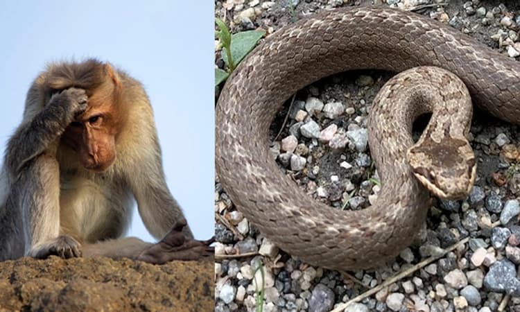 ಕೇರಳದ ಈ ಪೊಲೀಸ್ ಠಾಣೆಯ ಸುತ್ತ ಚೀನಾ ಹಾವುಗಳು ! ಕೋತಿಗಳ ಹಾವಳಿ ತಡೆಗೆ ಮಾಡಿದ ಹೊಸ ಪ್ಲಾನ್