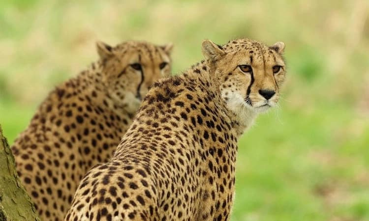 ಮತ್ತೆ ಚೀತಾಗಳ ಸ್ವಚ್ಛಂದ ಓಡಾಟ