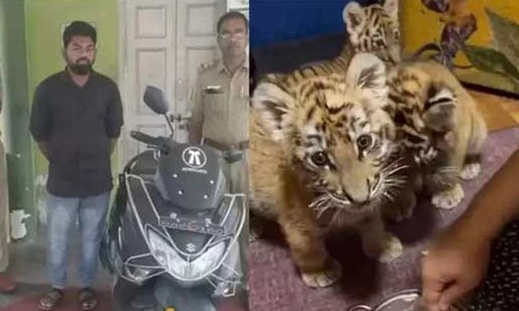 ಇಡುಕ್ಕಿ: ಬೆಕ್ಕನ್ನು ಹುಲಿ ಮರಿ ಎಂದು ಮಾರಾಟ ಮಾಡಲು ಯತ್ನಿಸಿ ಸಿಕ್ಕಿಬಿದ್ದ ಯುವಕ!