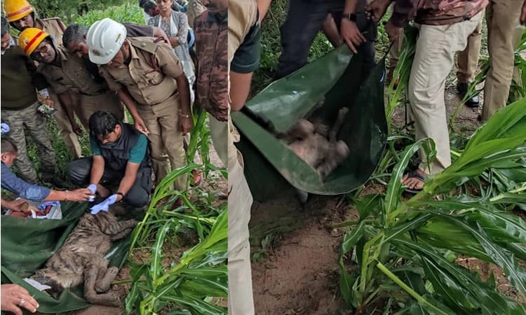 ಕುಷ್ಟಗಿ: ಪಾಳು ಬಾವಿಗೆ ಬಿದ್ದ ಕತ್ತೆ ಕಿರುಬ ರಕ್ಷಣೆ