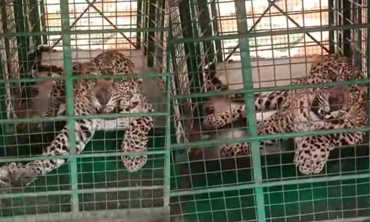 ಚಿಕ್ಕಬಳ್ಳಾಪುರ: ಒಂದು ತಿಂಗಳಿನಿಂದ ತೇಕಲಾಹಳ್ಳಿ ಗ್ರಾಮದ ಜನರ ನಿದ್ದೆಗೆಡಿಸಿದ್ದ ಚಿರತೆ ಸೆರೆ