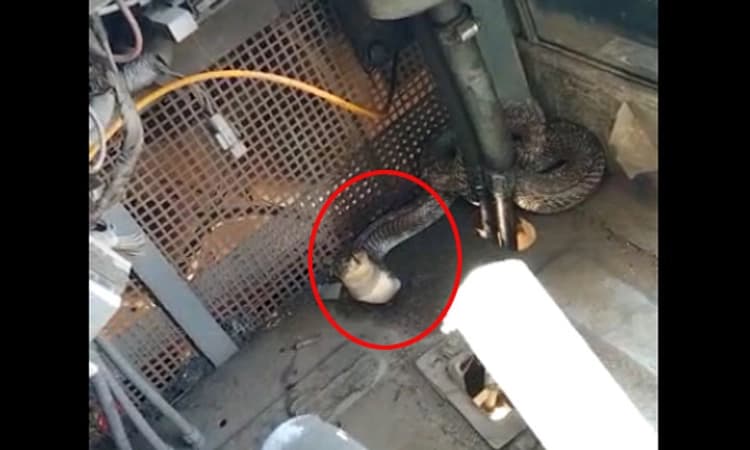 ಚಿಕ್ಕಮಗಳೂರು: ಚಲಿಸುತ್ತಿದ್ದ ಬಸ್ಸಿನಲ್ಲೇ ಹೆಡೆ ಎತ್ತಿದ ಕಾಳಿಂಗ ಸರ್ಪ!