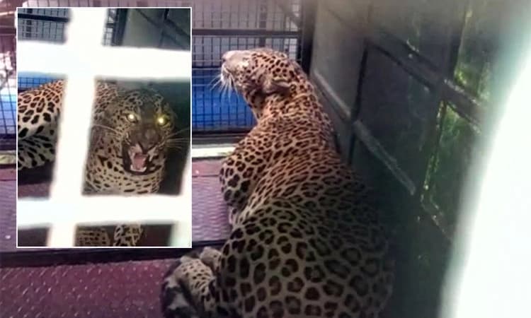 ಶಿವಮೊಗ್ಗ : ಕೊಮ್ಮನಾಳು ಭಾಗದ ಜನರಲ್ಲಿ ಭೀತಿ ಹುಟ್ಟಿಸಿದ್ದ ಹೆಣ್ಣು ಚಿರತೆ ಕೊನೆಗೂ ಸೆರೆ