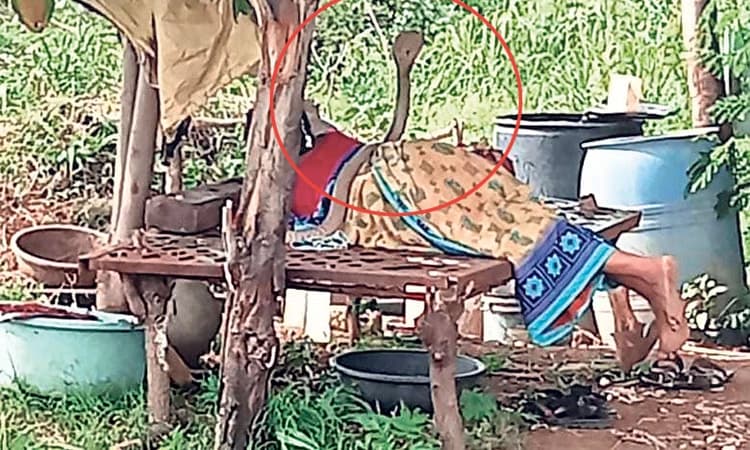 ಮಲಗಿದ್ದ ಮಹಿಳೆಯ ಬೆನ್ನೇರಿ ಹೆಡೆ ಬಿಚ್ಚಿದ ಹಾವು