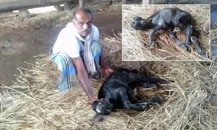 ಸೊರಬ : ಗೌರಿಕೆರೆ ಮಠದಲ್ಲಿ ವಿಚಿತ್ರ ಕರುವಿಗೆ ಜನ್ಮ ನೀಡಿದ ಎಮ್ಮೆ