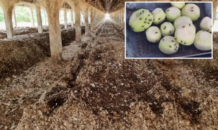 ಕೋಳಿ ಫಾರಂನಿಂದ 20 ಗ್ರಾಮಗಳಿಗೆ ಸಾಂಕ್ರಾಮಿಕ ರೋಗ : ಗುಳೆಗೆ ಸಿದ್ದರಾದ ರೈತಾಪಿವರ್ಗ