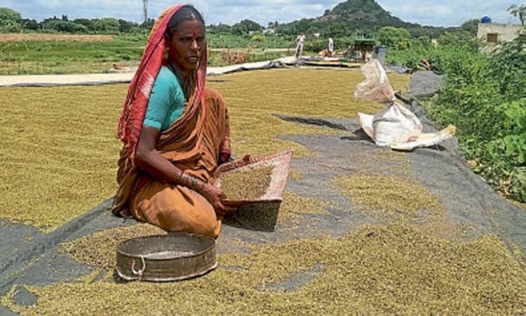 11123 ಹೆಕ್ಟೇರ್‌ ಪ್ರದೇಶದಲ್ಲಿ ಬೆಳೆ ಹಾನಿ