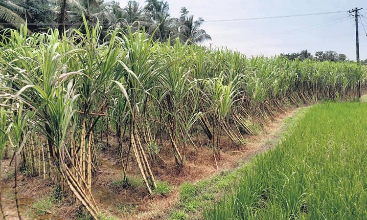 ಕಬ್ಬು ಫಸಲು ಕಡಿಮೆ; ಭಾರೀ ಬೇಡಿಕೆ ನಿರೀಕ್ಷೆ