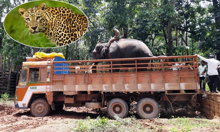 ಬೆಳಗಾವಿಯ ಜನರ ನಿದ್ದೆಗೆಡಿಸಿದ್ದ ಚಿರತೆ ಕಾರ್ಯಾಚರಣೆಗೆ ಶಿವಮೊಗ್ಗದಿಂದ ಸ್ಪೆಷಲ್ ಟೀಂ