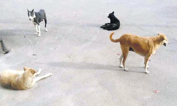 ಬೀದಿ ನಾಯಿಗಳಿಂದ ಹೆಚ್ಚುತ್ತಿರುವ ಅಪಘಾತ !